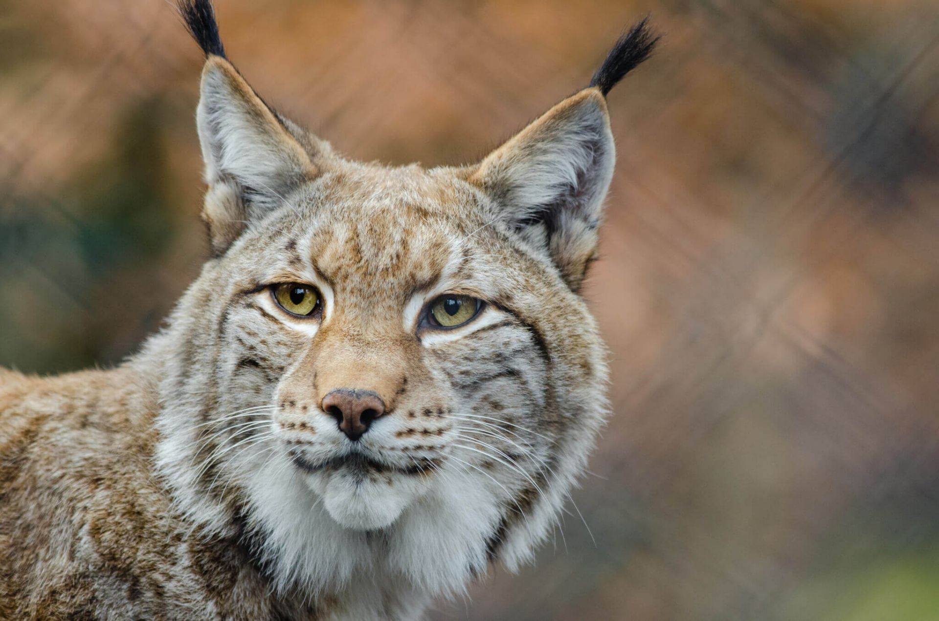 Le lynx, félin sauvage très secret