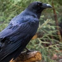 Raven