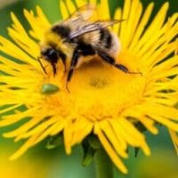 Fais le plein d’énergie: Soleil, Eau et Pissenlit