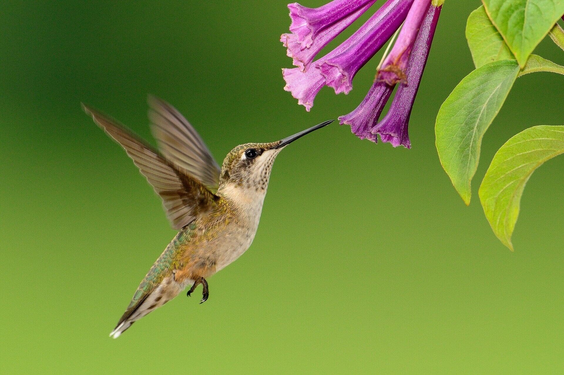 Oiseau Mouche Portail De Lessence Ciel